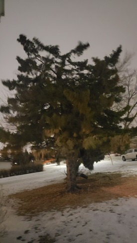 Lost the top half of our big beautiful tree. Edmonton, AB