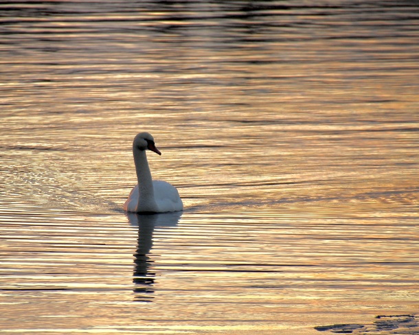 On golden pond... Collins Bay, Kingston, ON