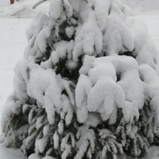 Sapin et son habit de neige