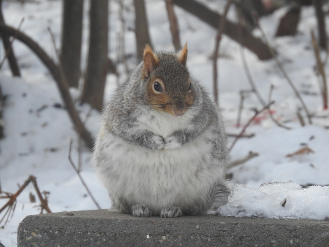 Squirrel coat! Fredericton, NB