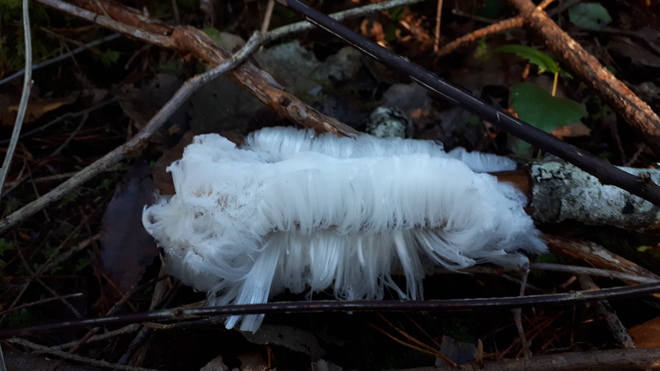 hair frost Qualicum, BC