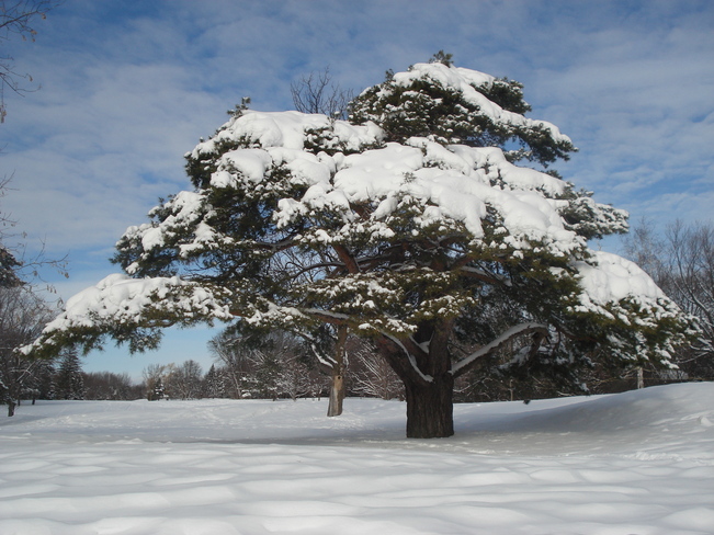 Bonsai Snow Tree Pointe-Claire, QC
