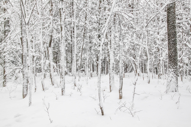 Winter Woodland Shefford, Quebec, CA