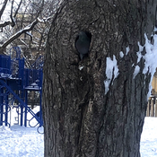 Pigeon nichant dans tronc d’arbre