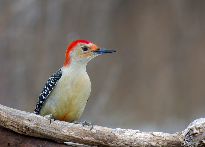 Red-bellied Woodpecker Ottawa, ON