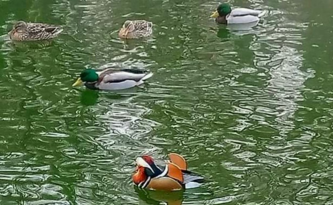 Mandarin duck Vác, PE
