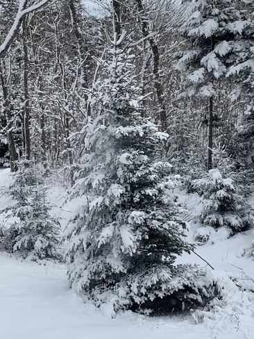 After the snowfall Dartmouth, Nova Scotia, CA