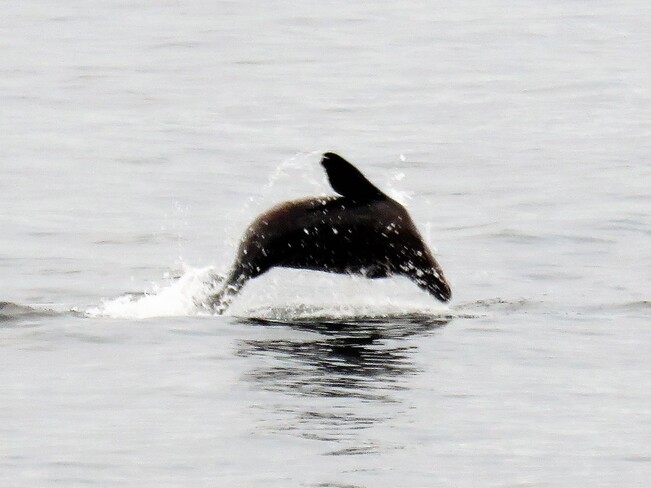Sea Lion's Breaching! Nanaimo