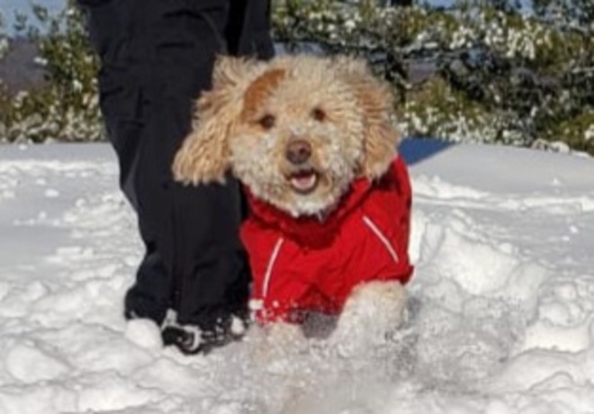 A snowy dog Stittsville, ON
