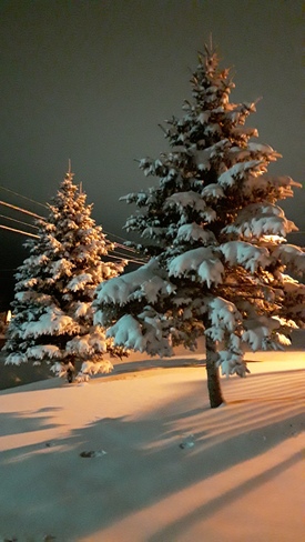 Snowy trees Kentville, NS