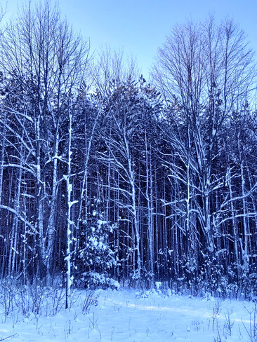 wintery trees Osgoode, ON