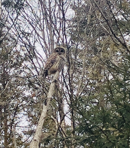 Barred Owl Saint John, New Brunswick | E2M 4Y9