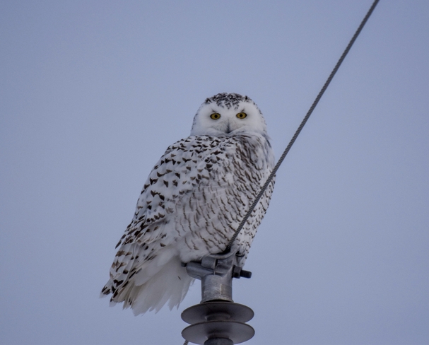 One of 11 owls spotted this afternoon Clearview, Ontario, CA