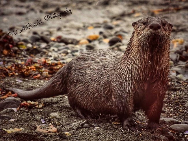 Sea Otter Qualicum, BC