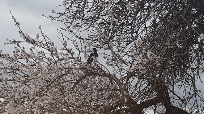 A crow on an almond tree in winter Olbia, 88