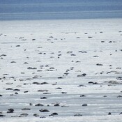 Des centaines de phoques du Groenland à Matane,