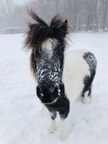 Poney dans la neige !