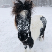 Poney dans la neige !