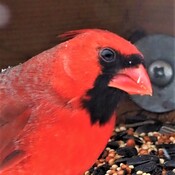 Cardinal Je suis beau de profil