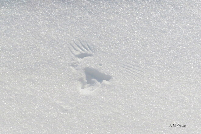 Un oiseau a laissé sa marque sur la neige. Saint-Pierre-de-la-Rivière-du-Sud, QC