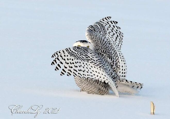 snowy owl. Lindenwood, ON