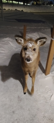 Snowy deer Dryden, ON