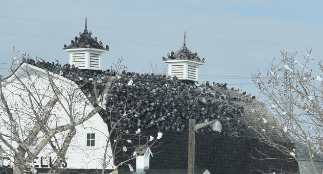 The birds Chestermere, AB