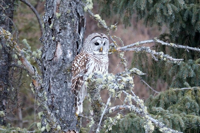 Barred owl Edmonton, AB