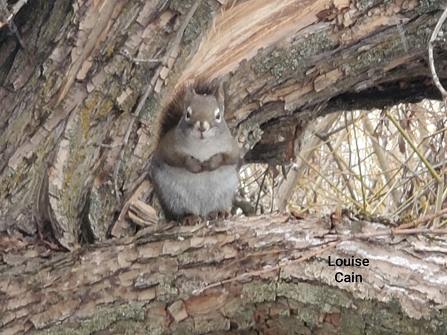Squirrel Vernon, BC