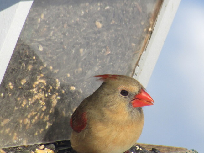 cardinal femelle Acton Vale, QC