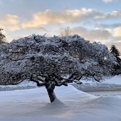 Un bonsaï sous la neige?