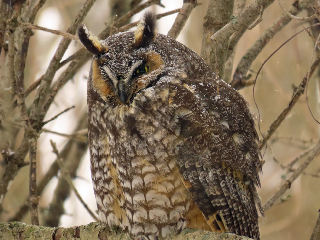 Snowy Long-eared Owl Whitby, ON