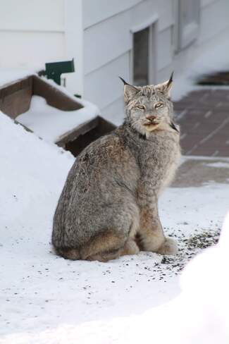 Parres Lynx Snow Lake, MB