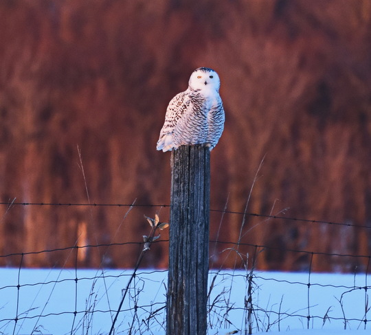 Snowy Owl Port Perry, Ontario