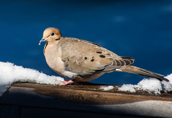Mourning Dove 447085 10th Concession, Flesherton, ON
