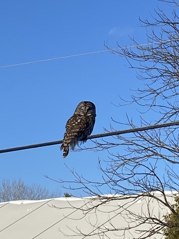 Barred Owl Eganville, Ontario, CA