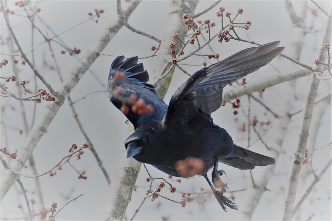 The Crow Petawawa, ON