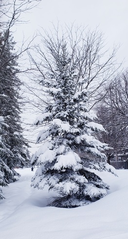 Winter song Ottawa, ON