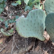 mon coeur de cactus