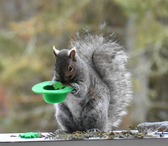 Grey squirrel thinks he's Irish. Cobourg, ON