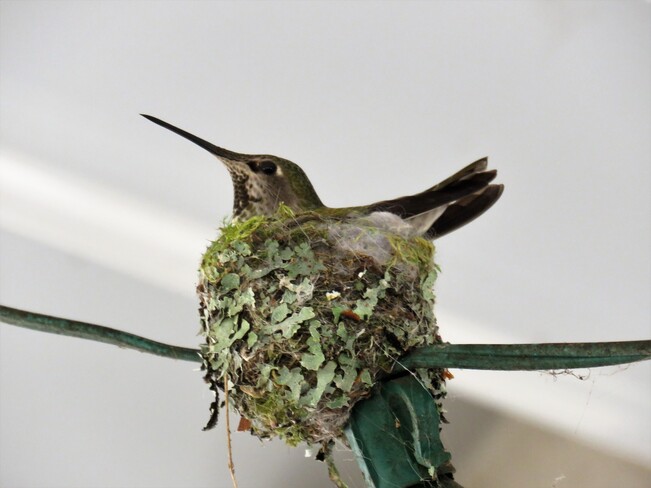Nesting Time For Anna's Hummingbird! Nanaimo