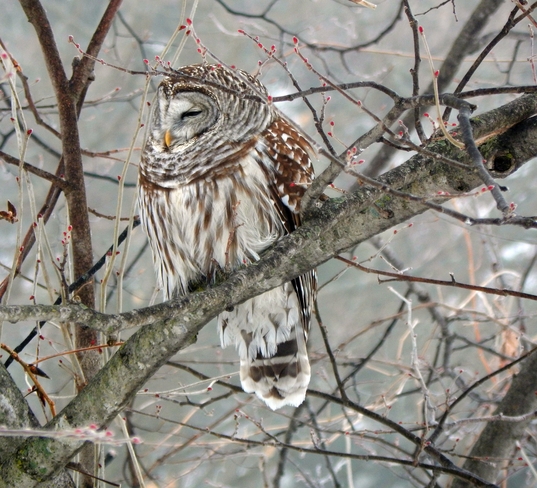 Owl in the yard Bridgenorth