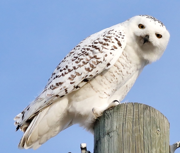 Snowy owl Brooks, AB