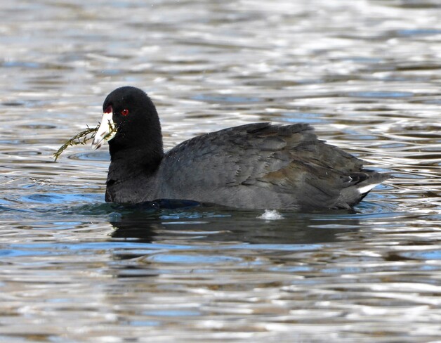 American Coot London, ON
