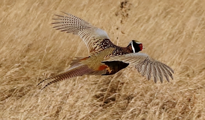 pheasant Brooks, AB