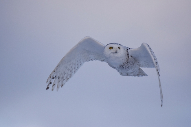 Evening snowy owl Springwater, Ontario, CA