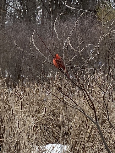Cardinal Scarborough, Ontario, CA