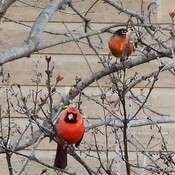 cardinal rouge et merle