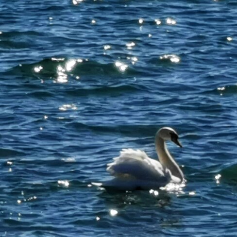 swan Mississauga, ON