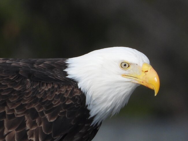 American Bald Eagle Oak Bay, BC